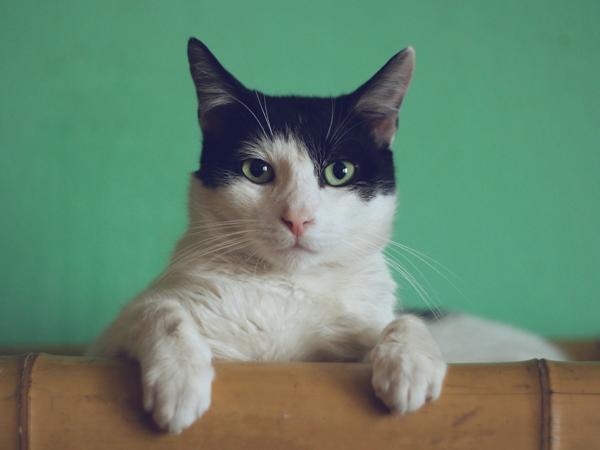 Miso, available from The Cat Lounge