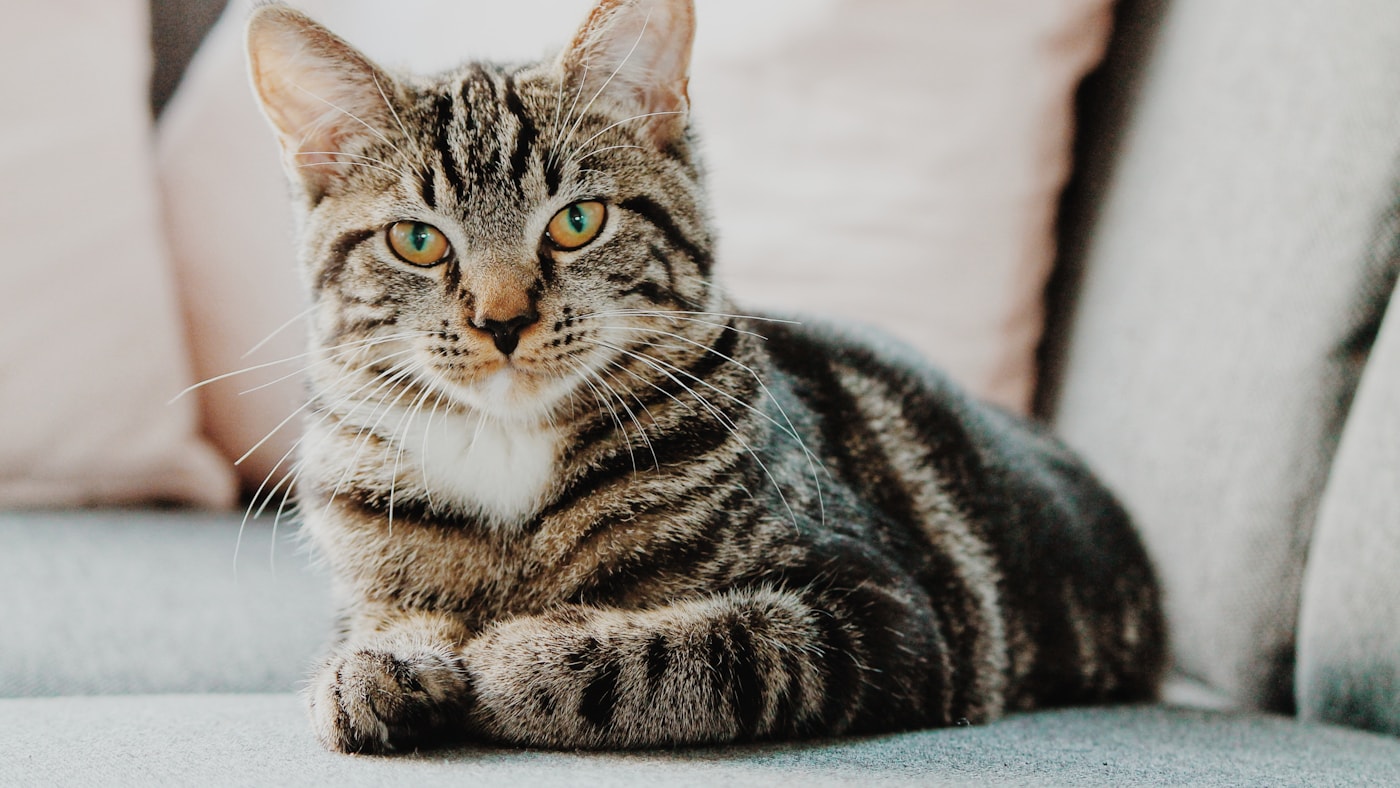 A cat looking toward the camera