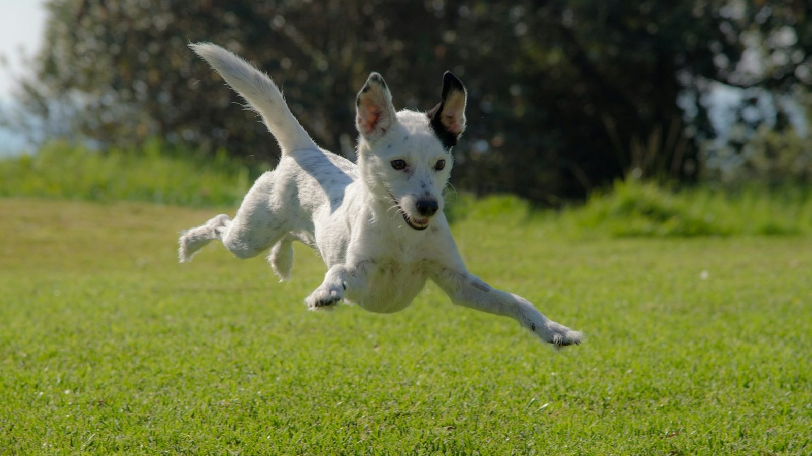 Campaign image for Bring K9 Fitness Back to the Calendar