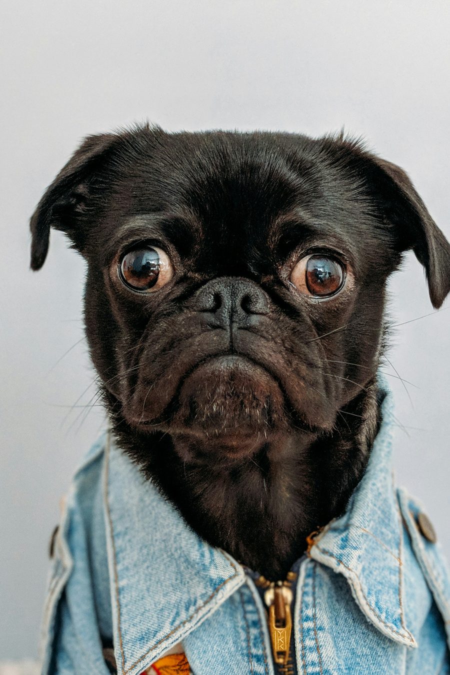 Adoptable