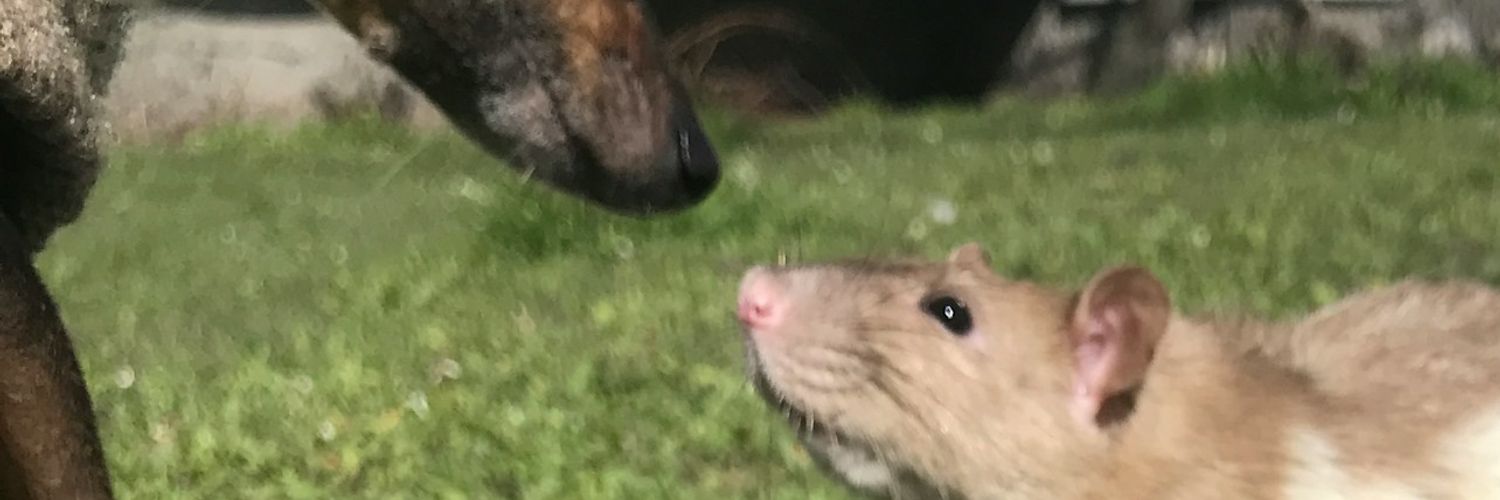 I Smell a RAT! Practice